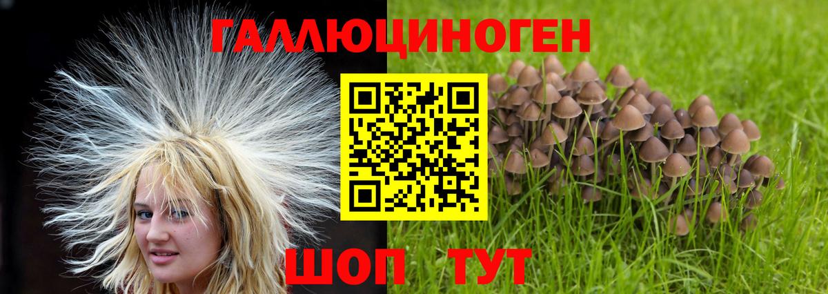 Псилоцибиновые грибы Psilocybe Новоуральск